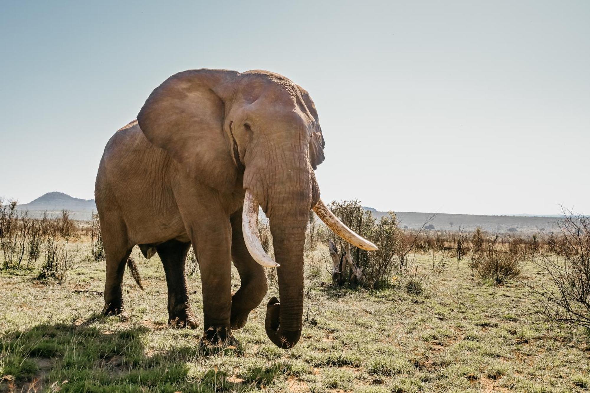 Mdluli Safari Lodge Hazyview Dış mekan fotoğraf