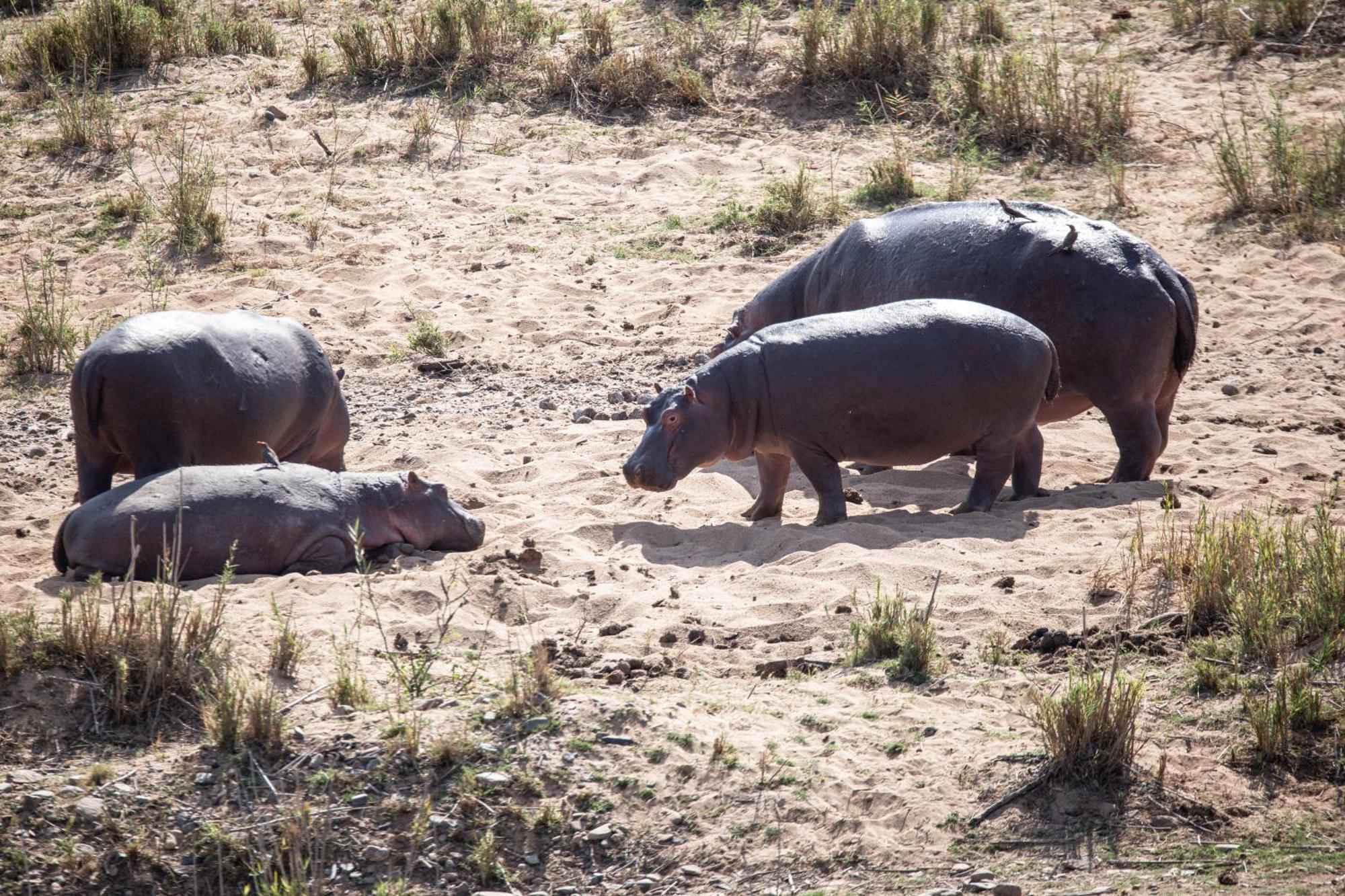 Mdluli Safari Lodge Hazyview Dış mekan fotoğraf