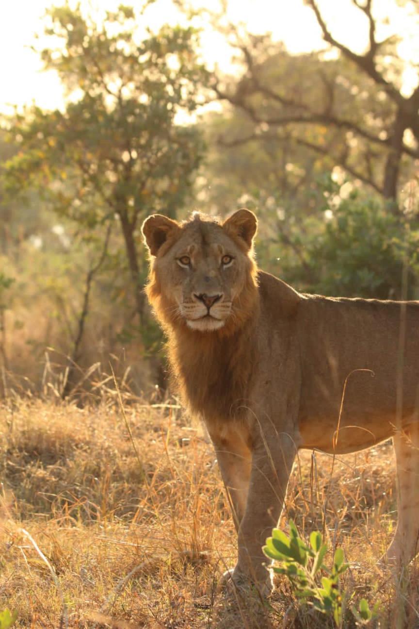 Mdluli Safari Lodge Hazyview Dış mekan fotoğraf