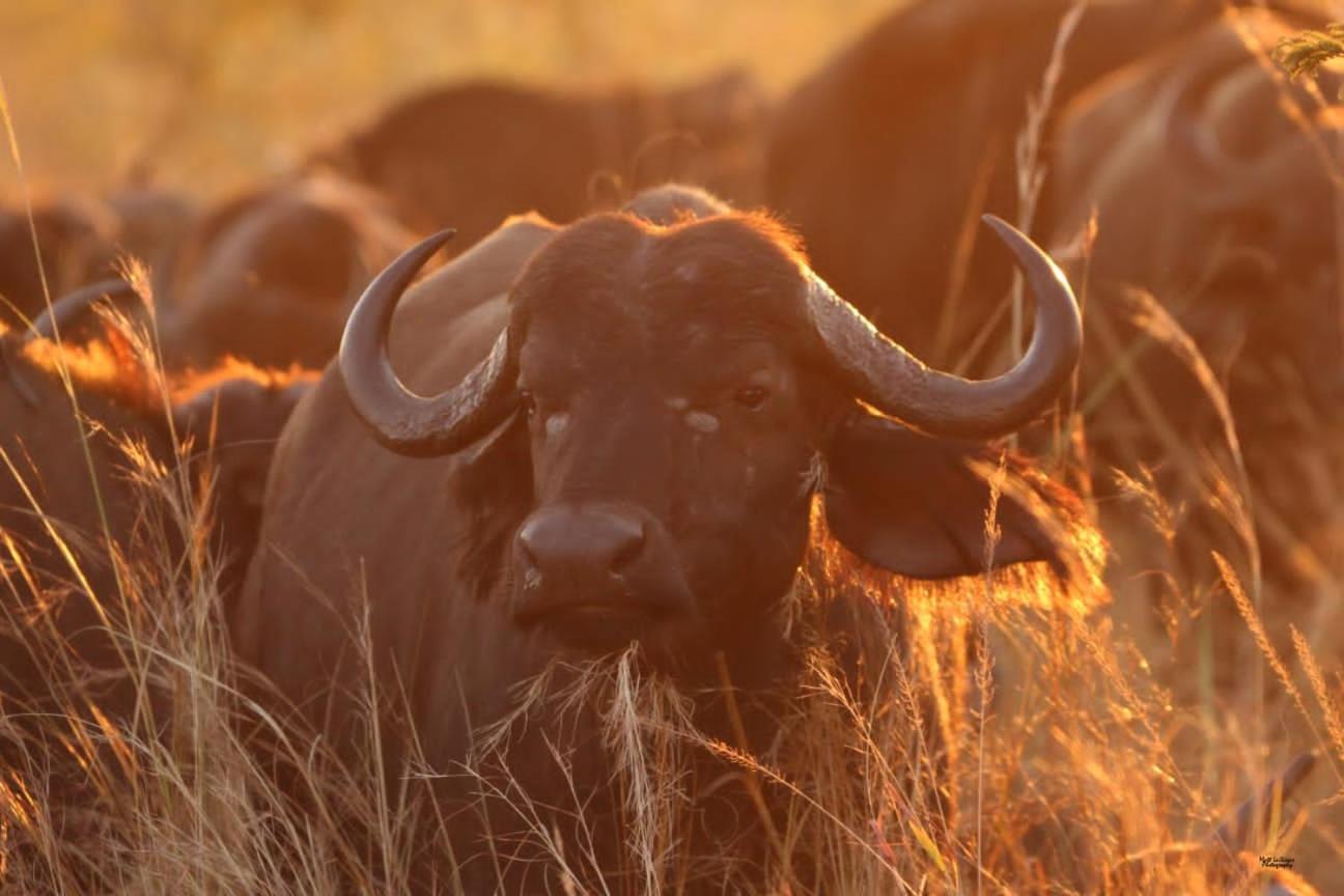 Mdluli Safari Lodge Hazyview Dış mekan fotoğraf